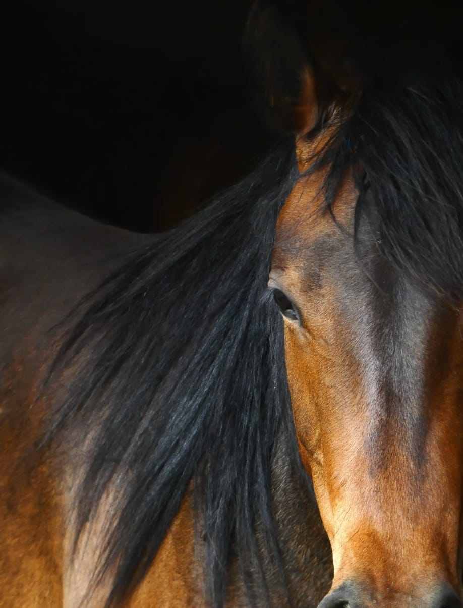 Photo d'un cheval