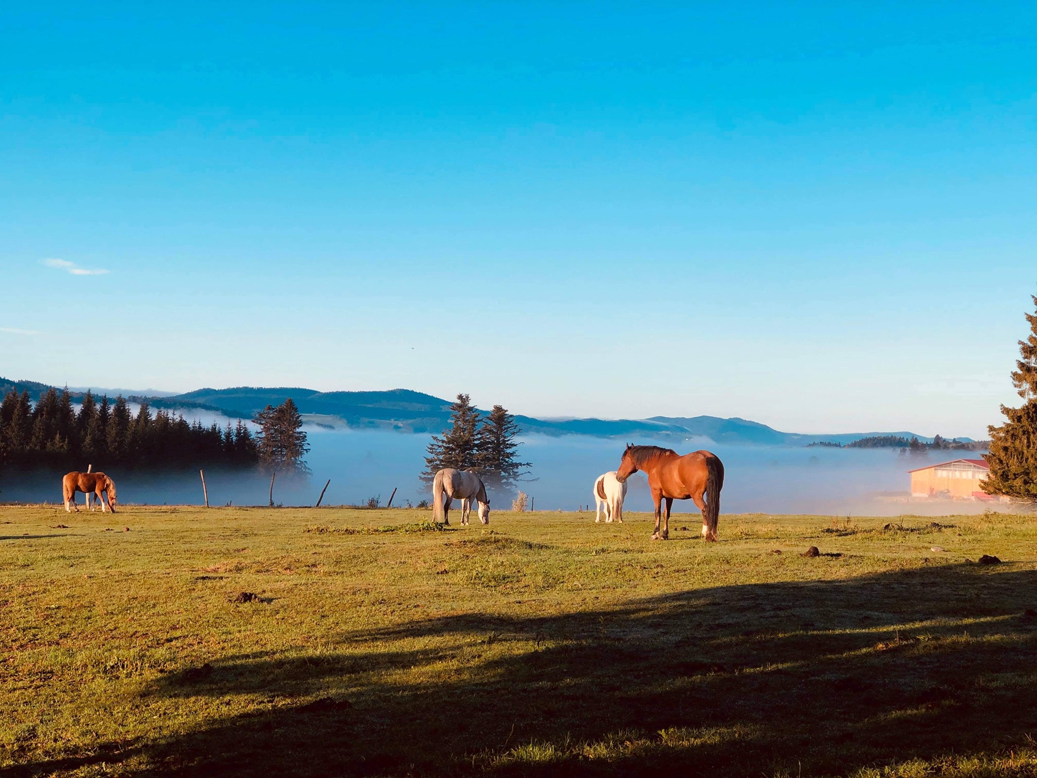 Photo de chevaux dans un champ Photo de chevaux dans un champ