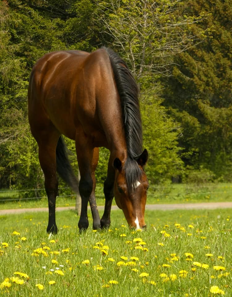 Photo d'un cheval