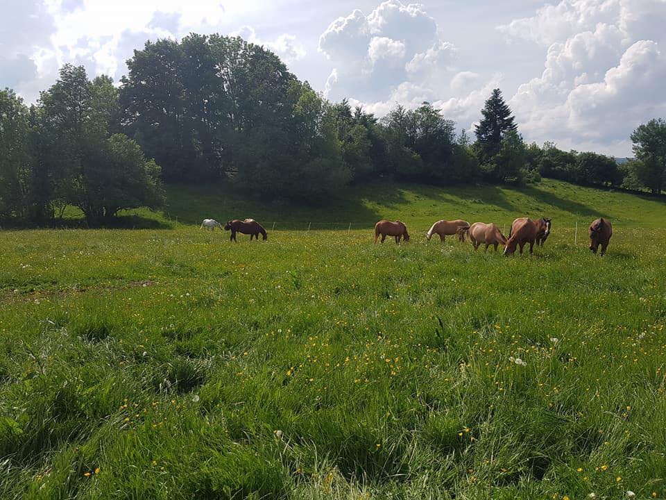 Photo de chevaux dans un champ Photo de chevaux dans un champ