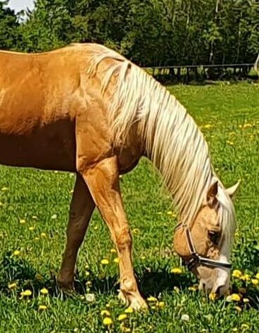 Photo d'un cheval