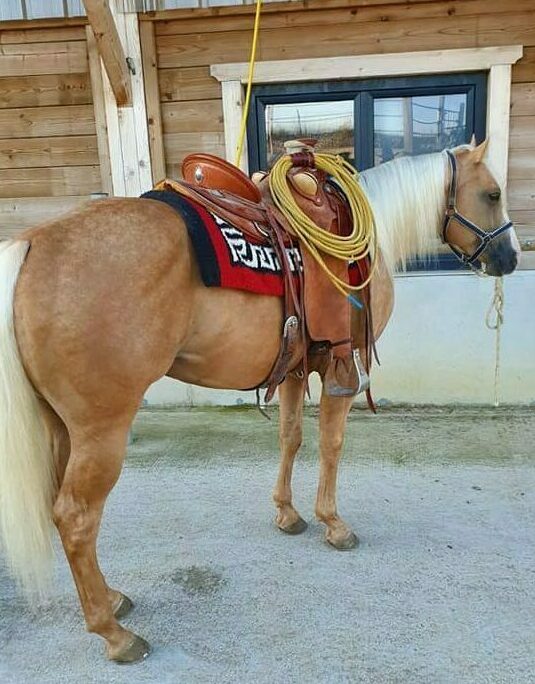 Photo d'un cheval